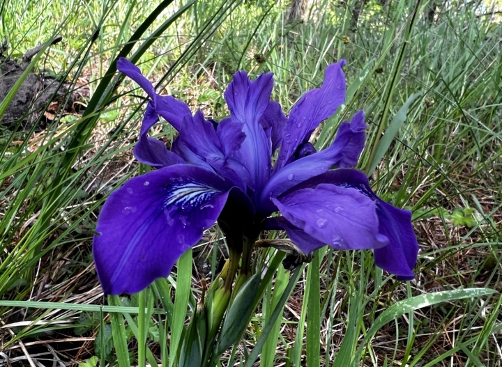 Douglas Iris